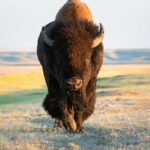 Idiot Gets Too Close to Bison – He Paid the Price Bison walking in open grassland during day