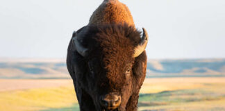 Bison walking in open grassland during day