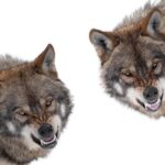 Prehistoric Wolf Sisters Discovered – 14,000 Years Old! Two snarling wolves on a white background.