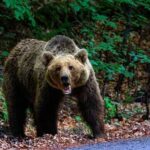A grizzly bear standing on a forest path
