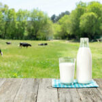 Whole Milk Uprising — Trump/Kennedy Defy Obama Rules Milk bottle and glass on wooden table outdoors