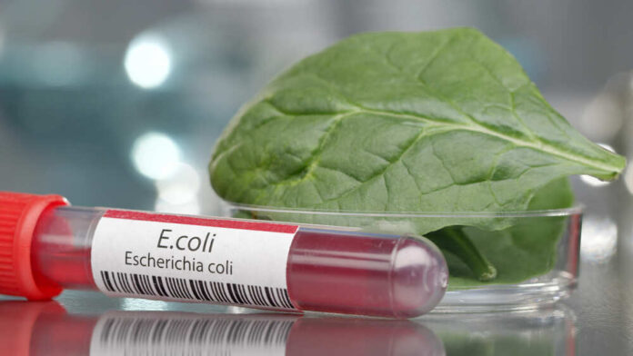 Test tube labeled E. coli next to a spinach leaf in a petri dish