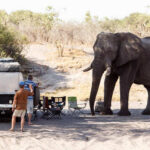 Killer Elephant Claims Third Victim A group of people camping near an elephant in a natural setting