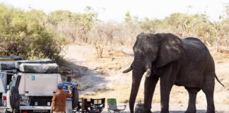 A group of people camping near an elephant in a natural setting