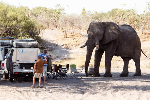A group of people camping near an elephant in a natural setting