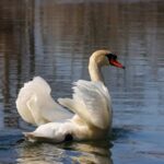 VIDEO: Fire Crew’s Amazing Swan Save A swan gracefully swimming in calm water