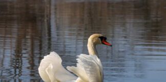 A swan gracefully swimming in calm water