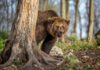 A grizzly bear peeking from behind a tree in a forest