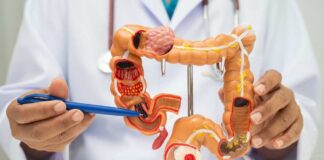 Healthcare professional demonstrating a digestive system model