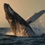 Rescuers Forced To Abandon Whale Whale breaching out of the ocean at sunset.