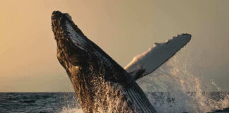 Whale breaching out of the ocean at sunset.