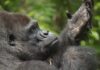 Close-up of a gorilla with a thoughtful expression