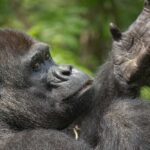 Close-up of a gorilla with a thoughtful expression