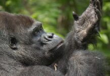 Close-up of a gorilla with a thoughtful expression