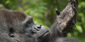 Close-up of a gorilla with a thoughtful expression