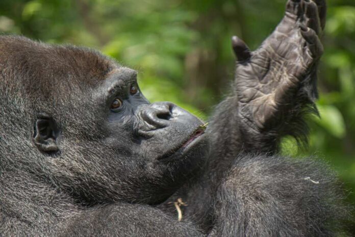Close-up of a gorilla with a thoughtful expression