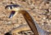 Close-up of a snake with its mouth open, displaying fangs