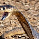 Cobra Show Turns Deadly: Tourist Killed! Close-up of a snake with its mouth open, displaying fangs