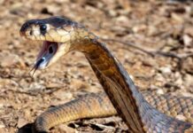 Close-up of a snake with its mouth open, displaying fangs