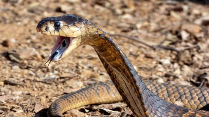 Close-up of a snake with its mouth open, displaying fangs