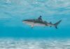 Deadly Shark Attack Stuns Fishermen A shark swimming gracefully in clear blue water