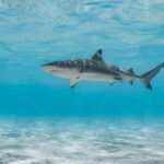 Deadly Shark Attack Stuns Fishermen A shark swimming gracefully in clear blue water