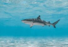 Deadly Shark Attack Stuns Fishermen A shark swimming gracefully in clear blue water