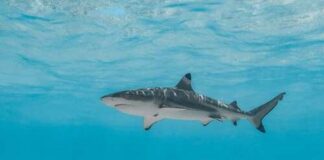 A shark swimming gracefully in clear blue water