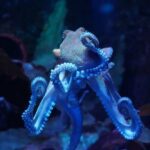 Electric-Blue Octopus Shocks Natural History Yellow sign with text Latest News on sky background