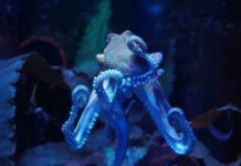 Electric-Blue Octopus Shocks Natural History Yellow sign with text Latest News on sky background