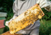 Millions of Bees Unleashed — Roads Locked Down Beekeeper holding honeycomb frame with bees outdoors