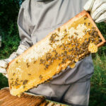 Millions of Bees Unleashed — Roads Locked Down Beekeeper holding honeycomb frame with bees outdoors