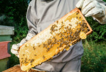 Beekeeper holding honeycomb frame with bees outdoors