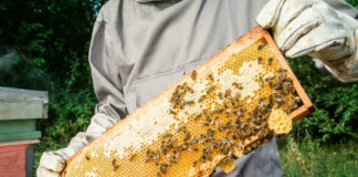 Beekeeper holding honeycomb frame with bees outdoors