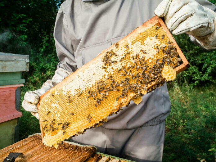 Beekeeper holding honeycomb frame with bees outdoors