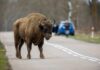 Yellowstone’s Real Killer: Selfies Bison walking in open grassland during day