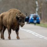 Yellowstone’s Real Killer: Selfies Bison walking in open grassland during day