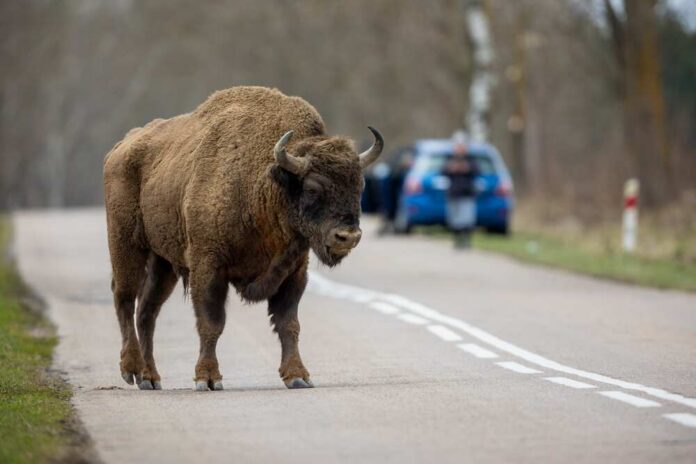 European,Bison,-,Bison,Bonasus,In,The,Knyszyn,Forest Bison walking in open grassland during day
