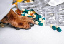 Pet Prescriptions At CVS — Uh Oh A prescription pad with a stethoscope and pills nearby
