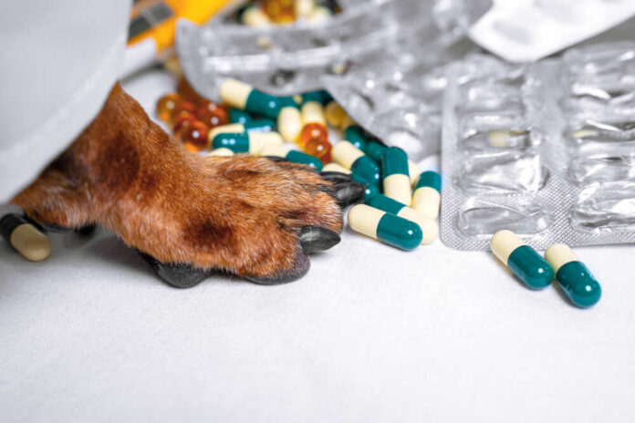 Close,Up,Of,A,Dog,Paw,Sorting,Out,Various,Pills A prescription pad with a stethoscope and pills nearby