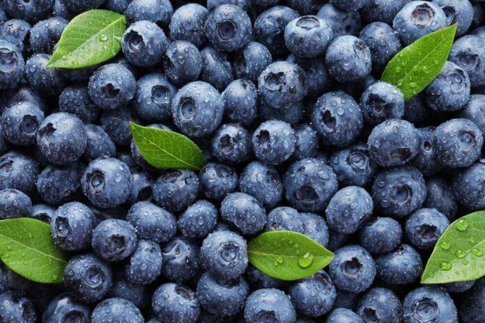 Wet,Fresh,Blueberries,With,Green,Leaves,As,Background,,Top,View A notice labeled 'FDA RECALL' clipped to white papers on a brown background