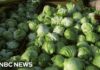 Iceberg Lettuce Outbreak Stuns 15 States Iceberg lettuce supplier being investigated by FDA as source of cyclosporiasis outbreak