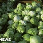 Iceberg Lettuce Outbreak Stuns 15 States Iceberg lettuce supplier being investigated by FDA as source of cyclosporiasis outbreak