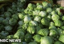 Iceberg Lettuce Outbreak Stuns 15 States Iceberg lettuce supplier being investigated by FDA as source of cyclosporiasis outbreak