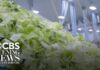 Taco Chain Lettuce Sparks Cross-Border Fight FDA investigating new cyclospora outbreak