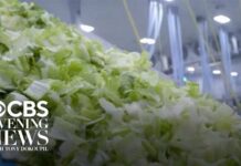 Taco Chain Lettuce Sparks Cross-Border Fight FDA investigating new cyclospora outbreak