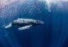 VIDEO: Humpback Whale Found Sixty Miles Inland A humpback whale swimming gracefully underwater
