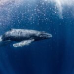 VIDEO: Humpback Whale Found Sixty Miles Inland A humpback whale swimming gracefully underwater