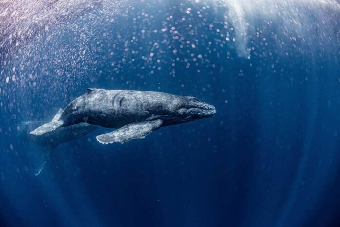A,Humpback,Whale,In,Okinawa A humpback whale swimming gracefully underwater