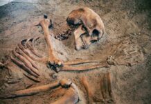 Shock: Human Remains Found Mid-Search Human skeleton partially unearthed in soil